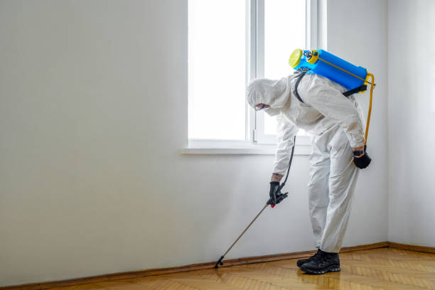Best Termite Control Services  in Fairview, UT