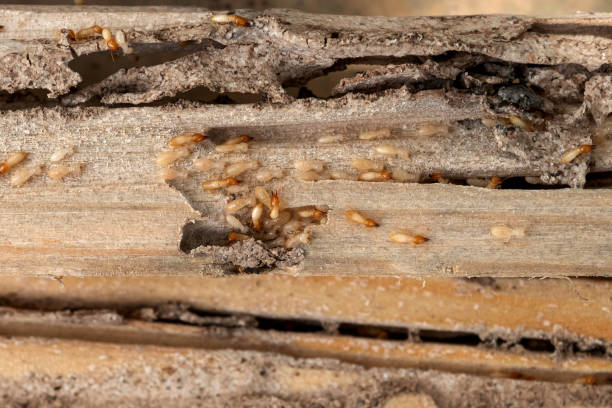 Best Insect Control  in Fairview, UT